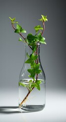 Fresh ivy cuttings soaking in pure water, used as a natural rooting hormone solution for plant propagation and gardening projects ,cultivation ,environment ,vitality