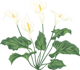 Calla Lily Flower Botanical Painting Minimal Elegance