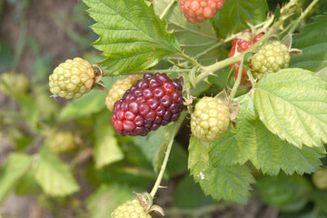 Natural food - fresh unripe blackberries in a garden. Bunch of unripe blackberry fruit, Rubus...