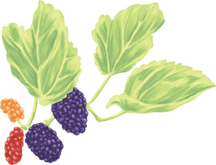 Mulberry Fruit Botanical Painting Vintage Berry Art