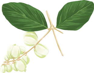 Snowberry Fruit Botanical Painting Winter Berry Art