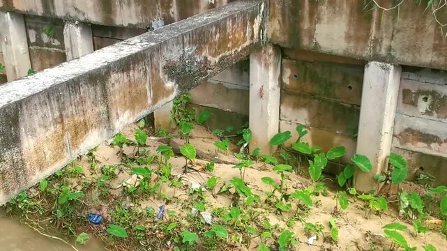 Large monitor lizard walks along tropical river in Thailand.