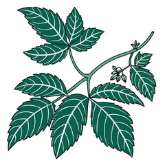 Fresh Mint Leaf Cluster with Visible Veins on White © Ashik