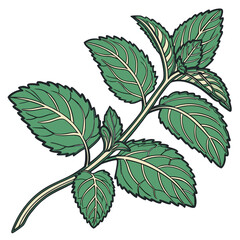Fresh Mint Leaf Cluster with Visible Veins on White © Ashik