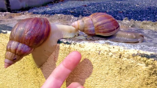 Large huge snail snails compared to hand finger in Thailand.