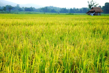 Beautiful of rice fields with valley mountain in natural sunlight with sunset or sunrise in northern of Thailand	