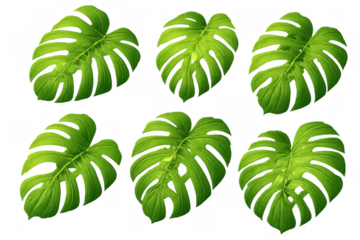 Tropical monstera leaves creating a vibrant green foliage pattern, summer exotic plant nature with transparent background