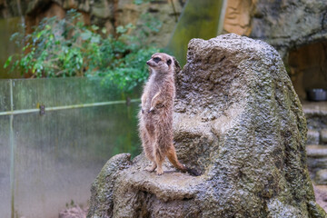 Meerkat standing tall on a rock for lookout