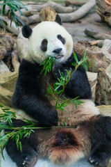 Fototapeta premium Close up of a giant panda chewing on green bamboo