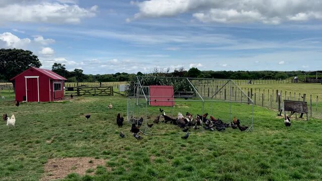 A bunch of chickens and hens roaming around in a free range farm grass meadow field in New Zealand.
