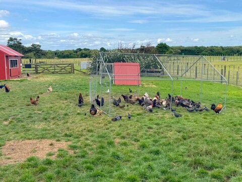 A bunch of chickens and hens roaming around in a free range farm grass meadow field in New Zealand.