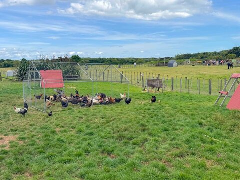 A bunch of chickens and hens roaming around in a free range farm grass meadow field in New Zealand.