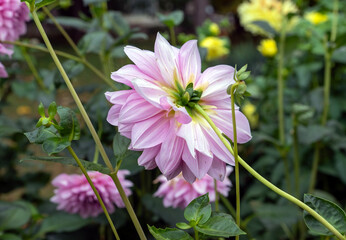 Stunning Pink Dahlia Flower Blooming in Lush Green Summer Garden