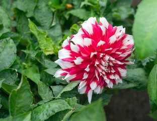 Vibrant Red and White Bicolor Dahlia Flower Blooming in Garden