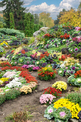 Beautiful Autumn Flower Bed with Colorful Chrysanthemums and Kale