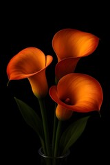 A macro shot of blooming orange and red tulips with yellow petals isolated on a black background captures the floral beauty of a spring garden flora plant