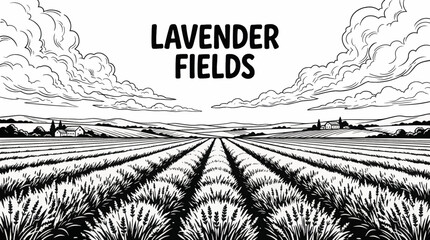 lavender fields stretch beneath an open sky, combining color harmony and rural beauty black and white, creating a highly marketable and soothing natural landscape scene