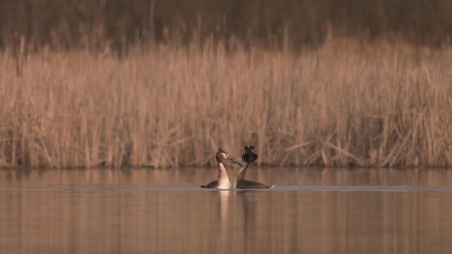 The Courtship Dance of the Great Crested Grebe