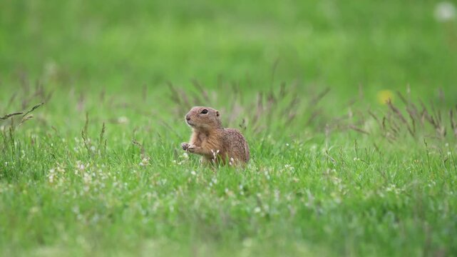 European ground squirrel was eating in a green meadow.