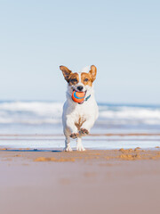 Joyful dog running along the shoreline © Unai