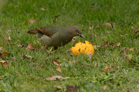 A female bower bird is eating an orange in a grassy field