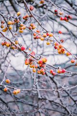 Delicate branches dusted with frost showcase colorful berries under a pale winter sun