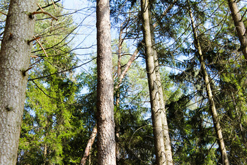 Fototapeta premium Bäume im Wald