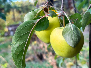 Close-up of green apples hanging on a tree branch.