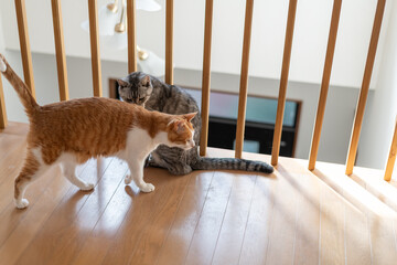 室内でくつろぐ二匹の猫