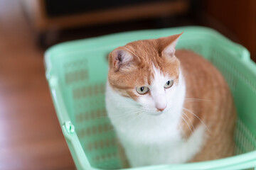 カゴの中でくつろぐ可愛い猫　茶トラ白猫
