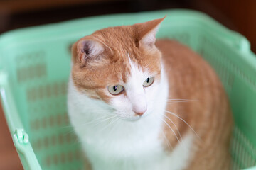カゴの中でくつろぐ可愛い猫　茶トラ白猫
