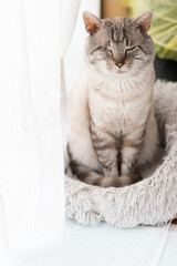 座って見つめる可愛い猫　シャムトラ猫	