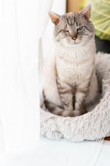 座って見つめる可愛い猫　シャムトラ猫	