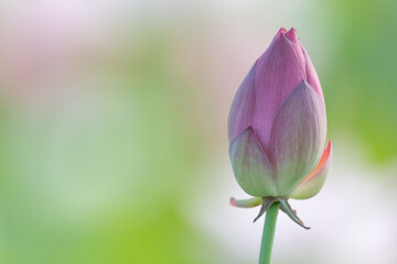 美しい蓮の花のつぼみ