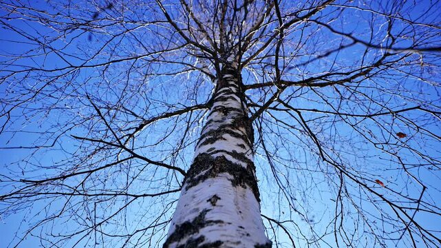 Low angle, birch tree reaching into clear blue sky during bright spring day