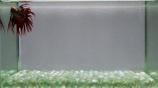 Betta fish male fancy red crown tail from Thailand, Siamese fighting fish on isolated grey background.