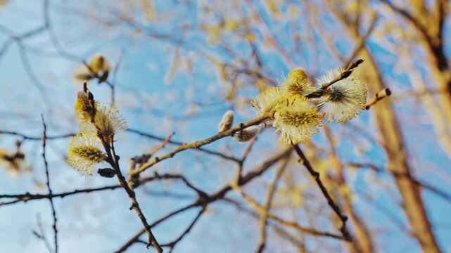 Cinematic slow motion shot of willow blossoms moving with wind in warm sunrise