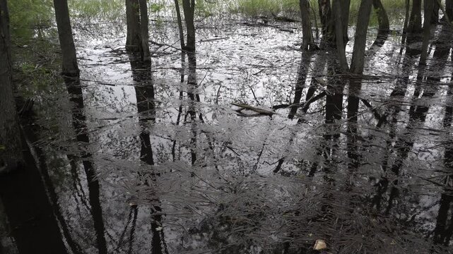 Tree trunks submerged in the water with many small pieces of wood drifting on the continuous dance of the surface. It is truly a breathtaking scene