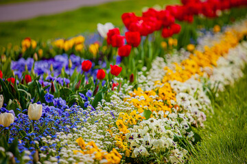 A stunning array of blooming flowers in vibrant hues fills the garden, celebrating spring's arrival