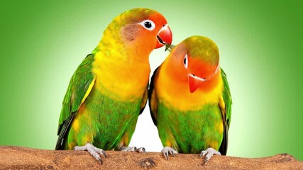 Vibrant senior pet lovebirds share a tender valentine's kiss, a moment of pure affection and lasting companionship