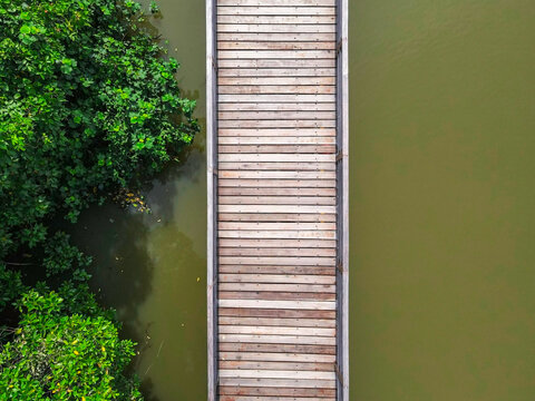 Green mangrove trees beside the river, A scenic landscape view of lush green mangrove trees