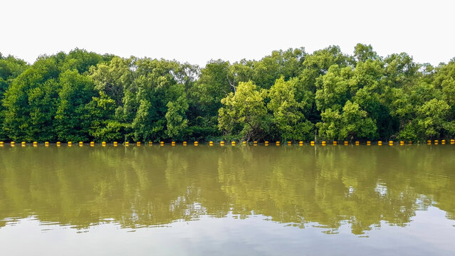 Green mangrove trees beside the river, A scenic landscape view of lush green mangrove trees