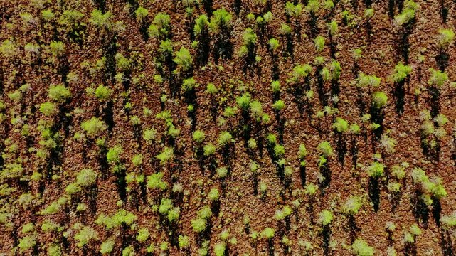 Cinematic aerial movement reveals morning swamp with sparse trees