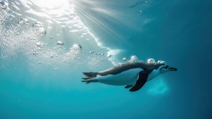 A graceful penguin swims underwater in clear blue water with sunlight rays filtering from the surface and bubbles trailing behind it.