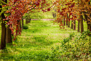 Naklejka premium Vibrant hues of red and green create a tranquil scene along a lush park pathway