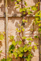 Lush green vines intertwine with a weathered stone wall, basking in the gentle spring sunlight