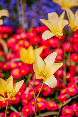 Colorful yellow tulips stand tall among vibrant pink flowers in a lively garden setting