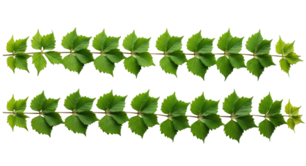 Two horizontal lines of lush green vine leaves with sharp details on a transparent background, extensive negative space, for natural design framing
