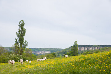 Paysage de campagne avec des vaches blanches dans un pr&eacute; de fleurs jaunes au printemps. Bovins et des falaises de Vauchignon vers Nolay. Monde rural. Nature fran&ccedil;aise.