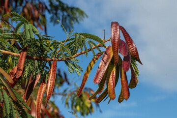 Gros plan sur les poches &agrave; graines d'un acacia